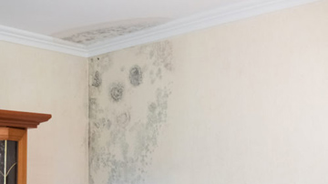 repair water damaged wall Sydney